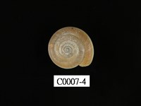 藏品(臺灣大臍蝸牛)的圖片